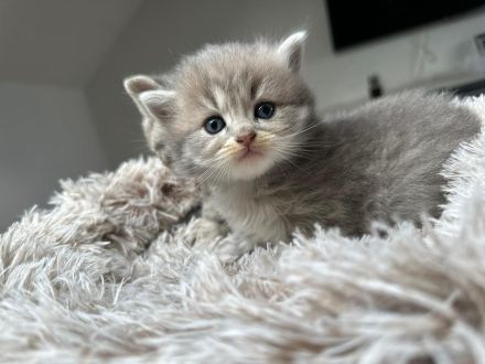 Reinrassige BKH-Kitten suchen ein neues liebevolle Zuhause