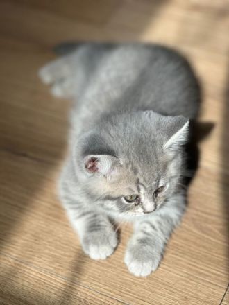 Reinrassige BKH-Kitten suchen ein neues liebevolle Zuhause