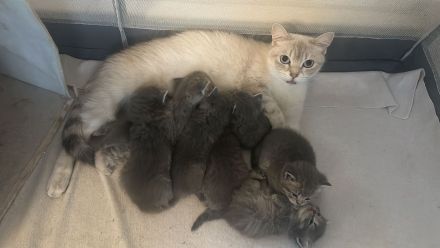 Reinrassige BKH-Kitten suchen ein neues liebevolle Zuhause