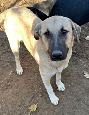 Bangladesh und Indonesia, geb. ca. 01/2024, lebt in GRIECHENLAND, auf einer privaten Pflegestelle