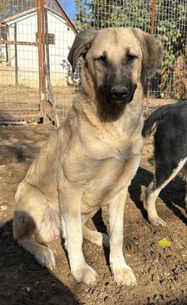 Bangladesh und Indonesia, geb. ca. 01/2024, lebt in GRIECHENLAND, auf einer privaten Pflegestelle