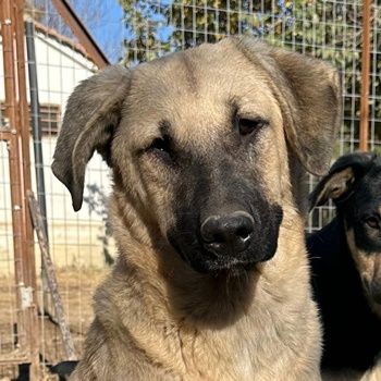 Bangladesh und Indonesia, geb. ca. 01/2024, lebt in GRIECHENLAND, auf einer privaten Pflegestelle