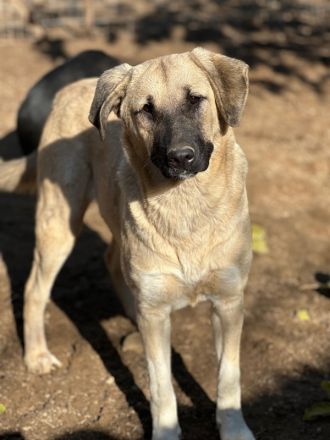 Bangladesh und Indonesia, geb. ca. 01/2024, lebt in GRIECHENLAND, auf einer privaten Pflegestelle