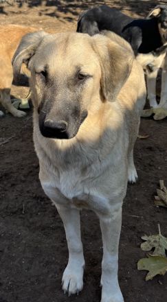 Bangladesh und Indonesia, geb. ca. 01/2024, lebt in GRIECHENLAND, auf einer privaten Pflegestelle