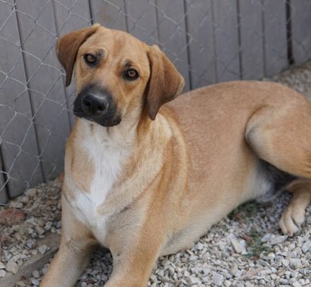 Bardo, geb. ca. 09/2023, lebt in GRIECHENLAND, im städt. Tierheim Serres