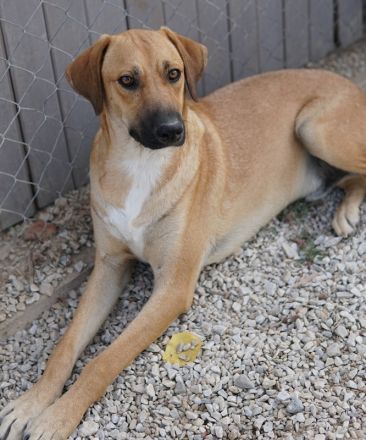 Bardo, geb. ca. 09/2023, lebt in GRIECHENLAND, im städt. Tierheim Serres