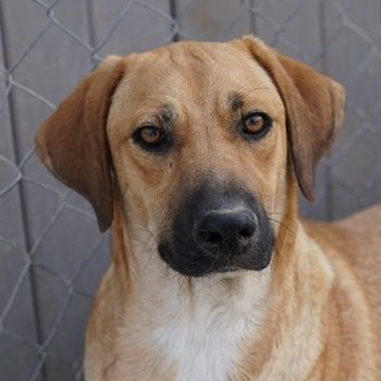 Bardo, geb. ca. 09/2023, lebt in GRIECHENLAND, im städt. Tierheim Serres