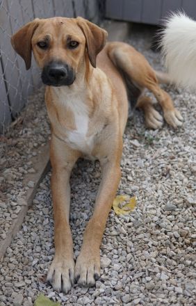 Bardo, geb. ca. 09/2023, lebt in GRIECHENLAND, im städt. Tierheim Serres