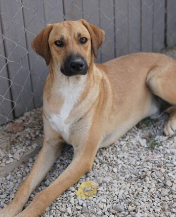 Bardo, geb. ca. 09/2023, lebt in GRIECHENLAND, im städt. Tierheim Serres