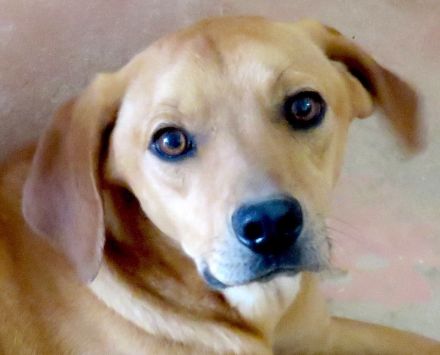 Fitz, Farley, Fletcher, Forrest 3, Fawn, Flora 4 und Farell; Hound-Mischlinge (Teil 2)