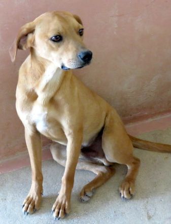 Fitz, Farley, Fletcher, Forrest 3, Fawn, Flora 4 und Farell; Hound-Mischlinge (Teil 2)