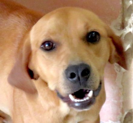 Fitz, Farley, Fletcher, Forrest 3, Fawn, Flora 4 und Farell; Hound-Mischlinge (Teil 2)