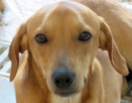 Fitz, Farley, Fletcher, Forrest 3, Fawn, Flora 4 und Farell; Hound-Mischlinge (Teil 2)