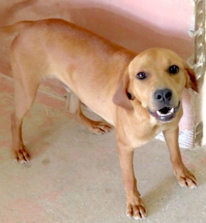 Fitz, Farley, Fletcher, Forrest 3, Fawn, Flora 4 und Farell; Hound-Mischlinge (Teil 2)