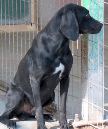 Waldo, männlicher Pointer-Mix