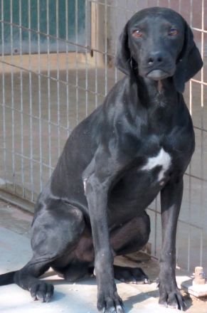 Waldo, männlicher Pointer-Mix