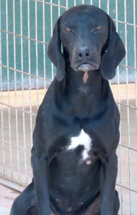 Waldo, männlicher Pointer-Mix