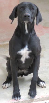 Zola 2, weiblicher Labrador-Mix