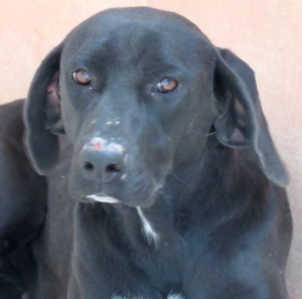 Zola 2, weiblicher Labrador-Mix