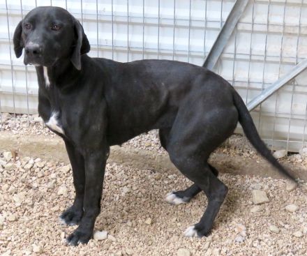 Zola 2, weiblicher Labrador-Mix