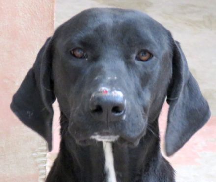 Zola 2, weiblicher Labrador-Mix
