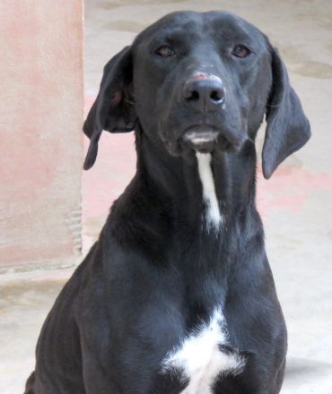 Zola 2, weiblicher Labrador-Mix