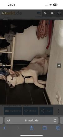 Sibirischer Husky such nette Familie