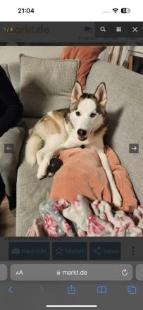 Sibirischer Husky such nette Familie