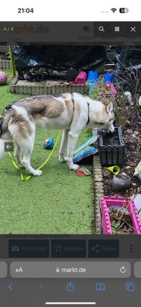 Sibirischer Husky such nette Familie