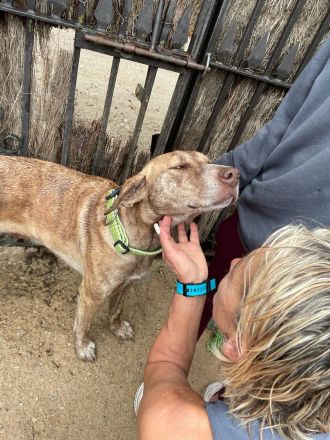 wunderschöne Hündin Gnocchi