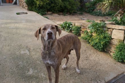 wunderschöne Hündin Gnocchi