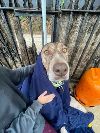 wunderschöne Hündin Gnocchi