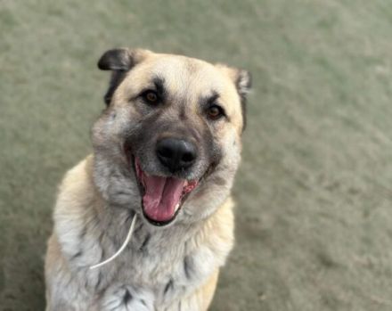 Lancelot sucht hundeerfahrene Menschen