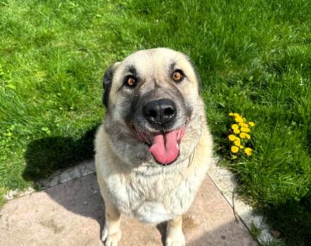 Lancelot sucht hundeerfahrene Menschen