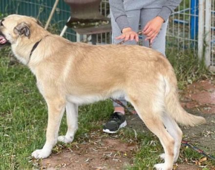 Lancelot sucht hundeerfahrene Menschen