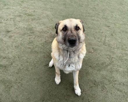 Lancelot sucht hundeerfahrene Menschen