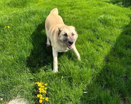 Lancelot sucht hundeerfahrene Menschen