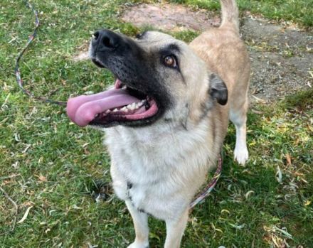 Lancelot sucht hundeerfahrene Menschen