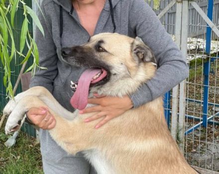 Lancelot sucht hundeerfahrene Menschen