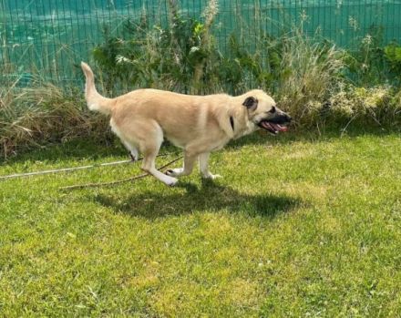 Lancelot sucht hundeerfahrene Menschen