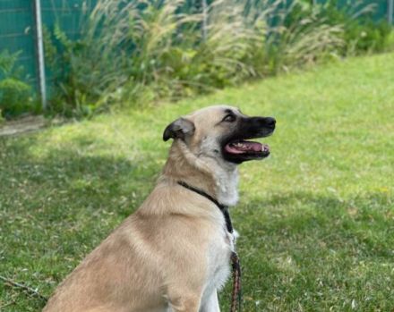 Lancelot sucht hundeerfahrene Menschen