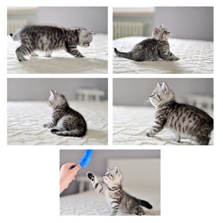 Reinrassige BKH Kitten, Whiskas Black Silver Tabby