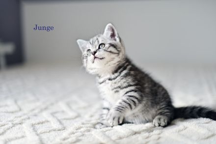 Reinrassige BKH Kitten, Whiskas Black Silver Tabby