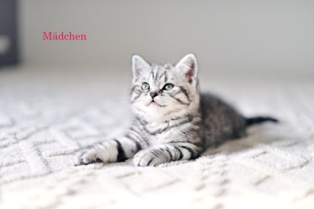 Reinrassige BKH Kitten, Whiskas Black Silver Tabby
