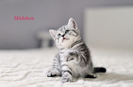 Reinrassige BKH Kitten, Whiskas Black Silver Tabby