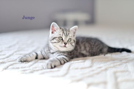 Reinrassige BKH Kitten, Whiskas Black Silver Tabby
