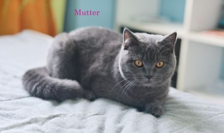 Reinrassige BKH Kitten, Whiskas Black Silver Tabby