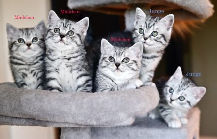 Reinrassige BKH Kitten, Whiskas Black Silver Tabby