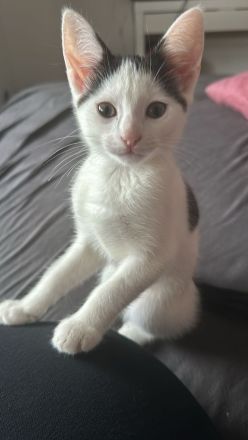 Kätzchen 7 Monate alt