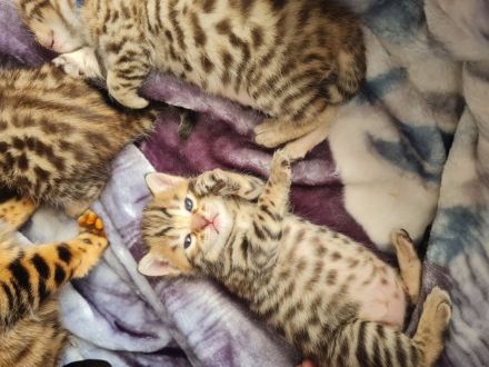 Bengal BKH kitten